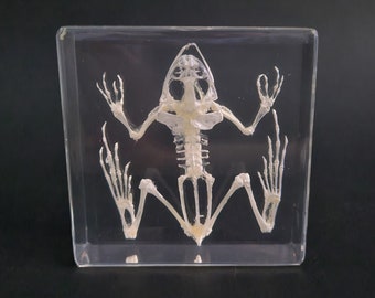 Toad Skeleton in Lucite, Resin