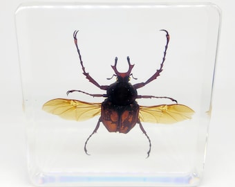 Large Antler Horned Beetle in Lucite, Resin
