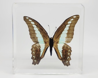 Real Bluebottle Butterfly in Lucite, Resin