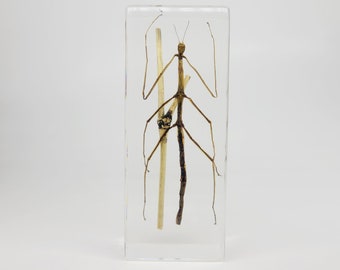 Real Stick Bug in Lucite, Resin