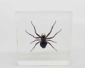 Orbweaver Spider in Lucite, Resin