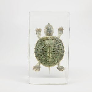 Baby Red-Eared Slider Turtle in Lucite, Resin