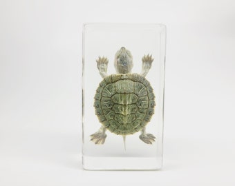 Baby Red-Eared Slider Turtle in Lucite, Resin
