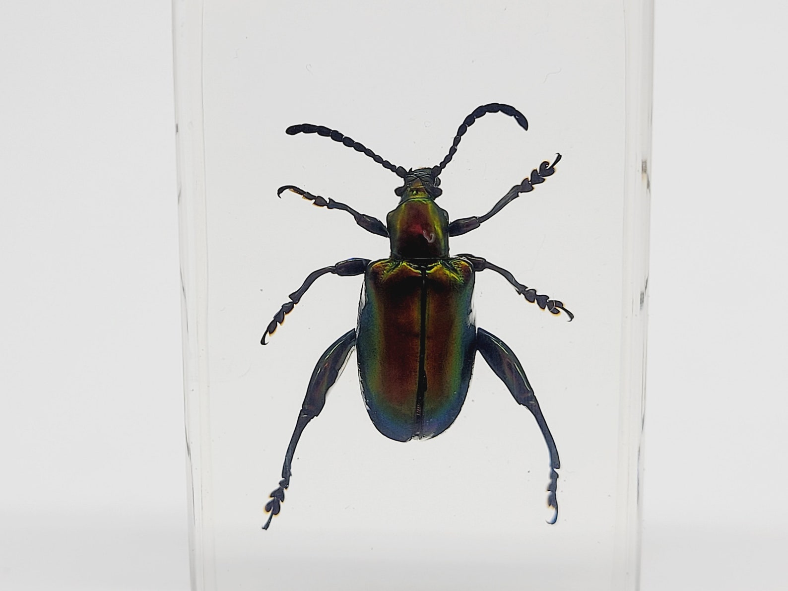 Jeweled Frog Beetle in Lucite Resin Etsy