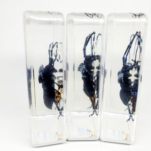 May include: Three clear resin blocks, each containing a preserved insect. The insects are black with yellow and orange markings, and have long antennae. The blocks are rectangular with a slightly tapered shape, set against a white background.