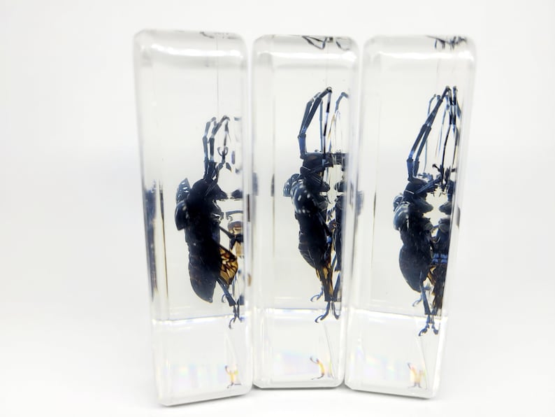 May include: Three clear resin blocks, each containing a preserved insect. The insects are black with yellow and orange markings, and have long antennae. The blocks are rectangular with a slightly tapered shape, set against a white background.