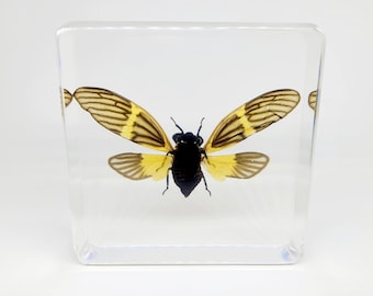 Butterfly Cicada in Lucite, Resin