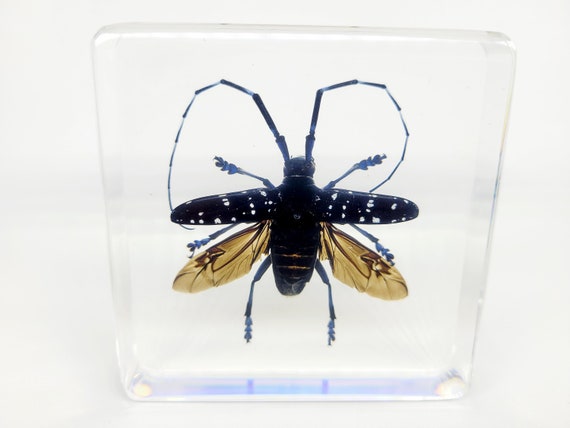 Large Long-Horned Beetle in Lucite, Resin