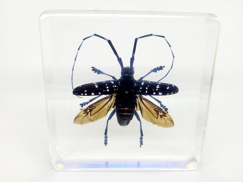 May include: A preserved longhorn beetle in a clear resin block. The beetle is black with white spots and blue legs and antennae. Its wings are a light brown colour. The resin block is rectangular and sits on a white surface.