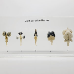 Comparative Brains in Lucite, Resin