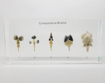 Comparative Brains in Lucite, Resin