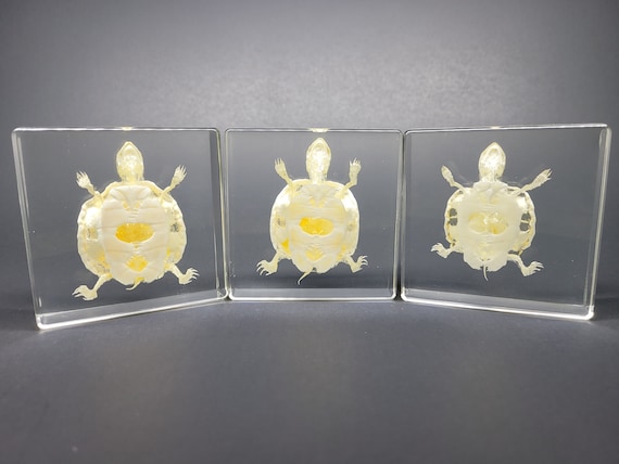 Real Baby Red-eared Slider Turtle Skeleton in Lucite, Resin - Etsy