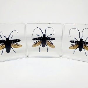 May include: Three clear resin blocks, each containing a black and white spotted beetle with tan wings. The beetles have long antennae and are displayed on a white background. A unique decorative item.