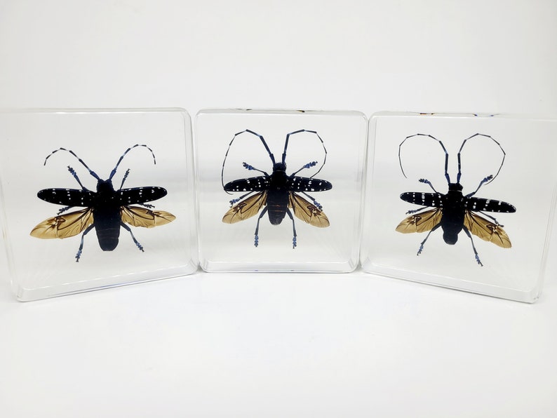 May include: Three clear resin blocks, each containing a black and white spotted beetle with tan wings. The beetles have long antennae and are displayed on a white background. A unique decorative item.
