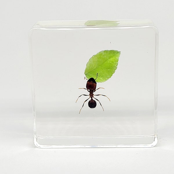 Marauder Ant in Lucite, Resin