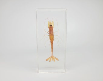 Real Prawn in Lucite, Resin