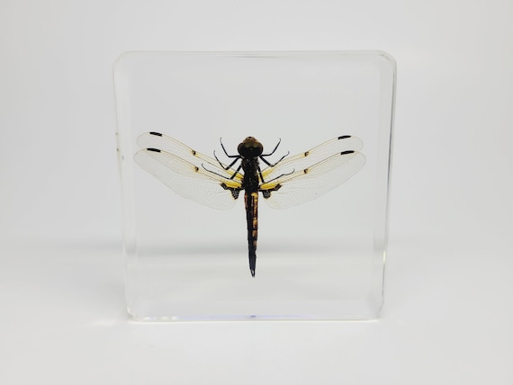 Dragonfly in Lucite Resin Etsy Canada