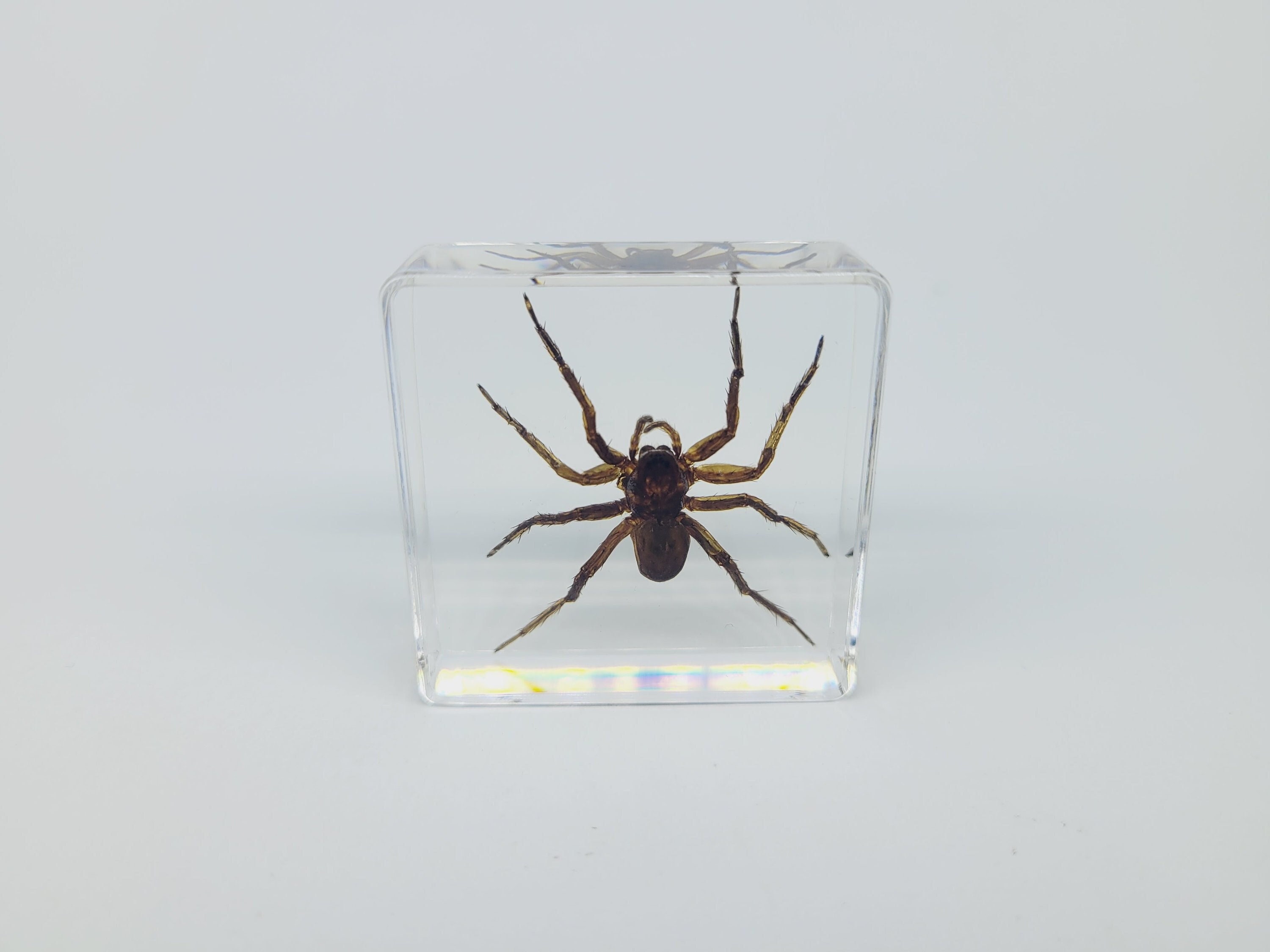 Real Wolf Spider in Lucite, Resin