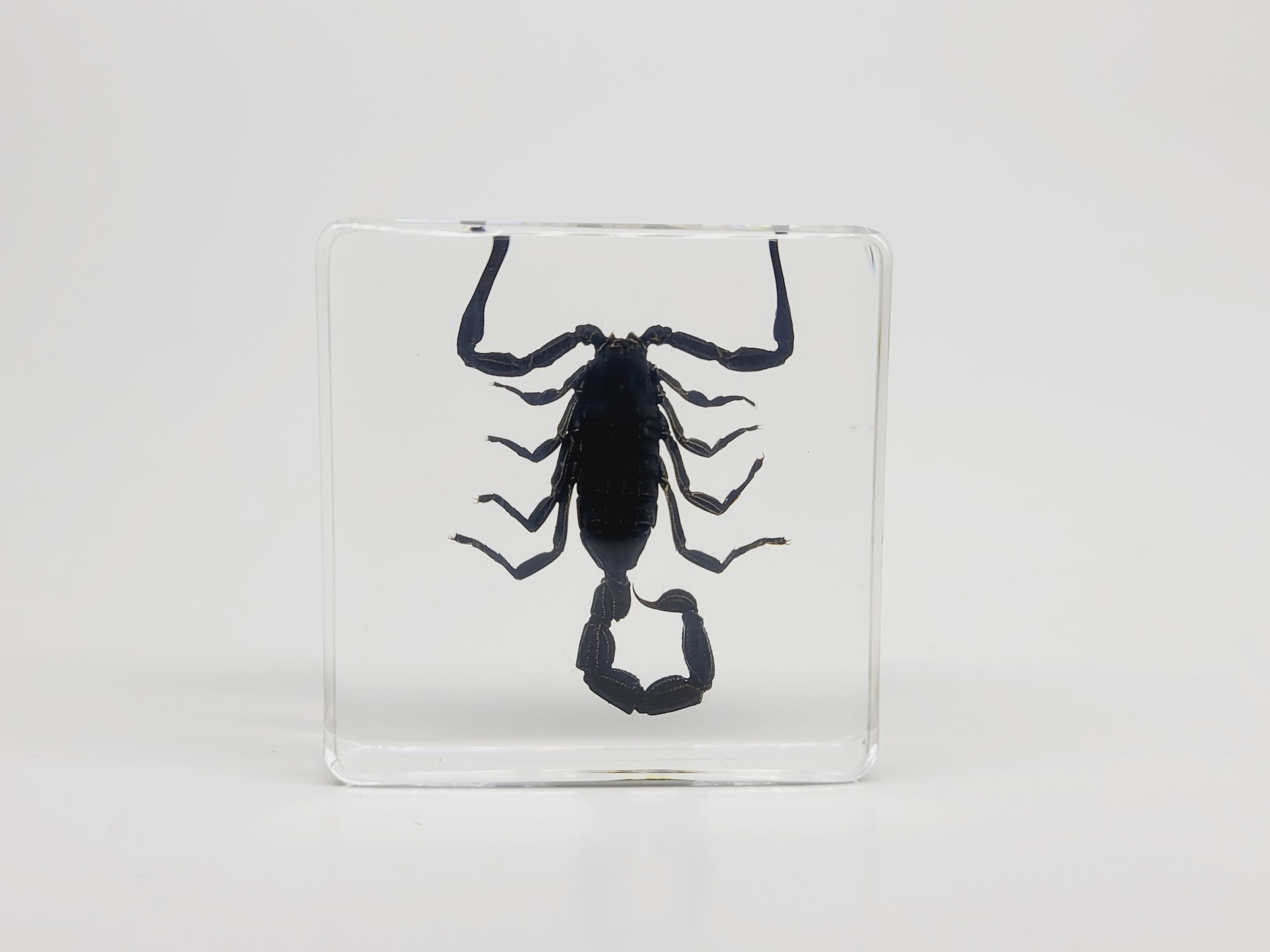 Scorpion taxidermy - Etsy 日本