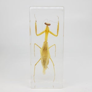 Mantis in Lucite, Resin