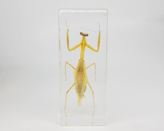Mantis in Lucite, Resin