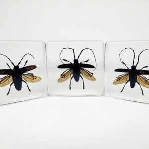 May include: Three square, clear resin coasters, each containing a preserved black beetle with tan wings. The beetles have long antennae. The coasters are displayed against a white background.