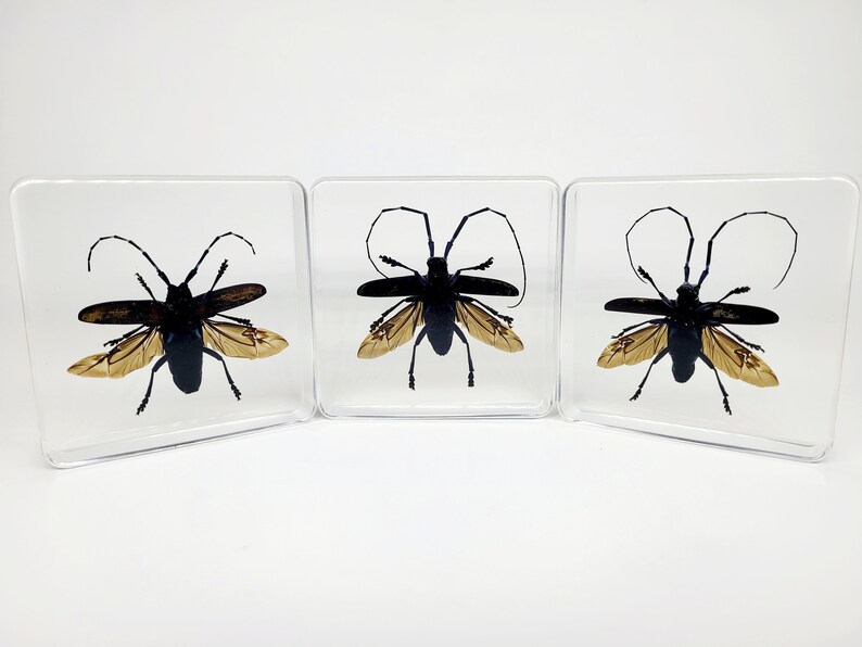 May include: Three square, clear resin coasters, each containing a preserved black beetle with tan wings. The beetles have long antennae. The coasters are displayed against a white background.
