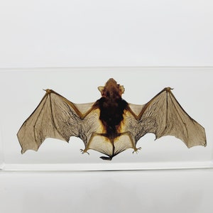 Large Bat in Lucite, Resin