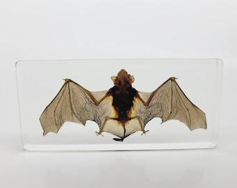 Große Fledermaus in Lucite, Resin