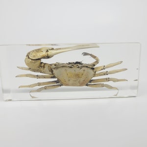 Może przedstawiać: Zachowany krab skrzypacz w przezroczystej żywicy. Krab znajduje się w naturalnej pozie z rozłożonymi szczypcami. Żywica jest przezroczysta i pozwala na dobry widok szczegółów kraba.