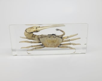 Fiddler Crab in Lucite, Resin