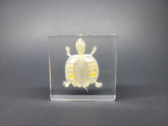 Real Baby Red-eared Slider Turtle Skeleton in Lucite, Resin - Etsy
