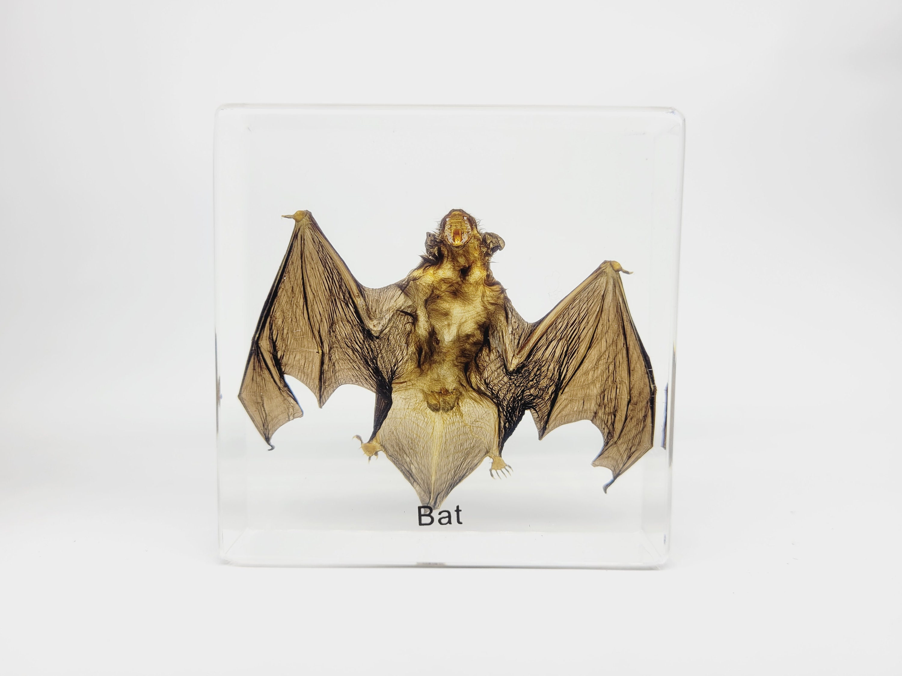 Bat Insect Specimens In Lucite Handmade Cool Paperweight 