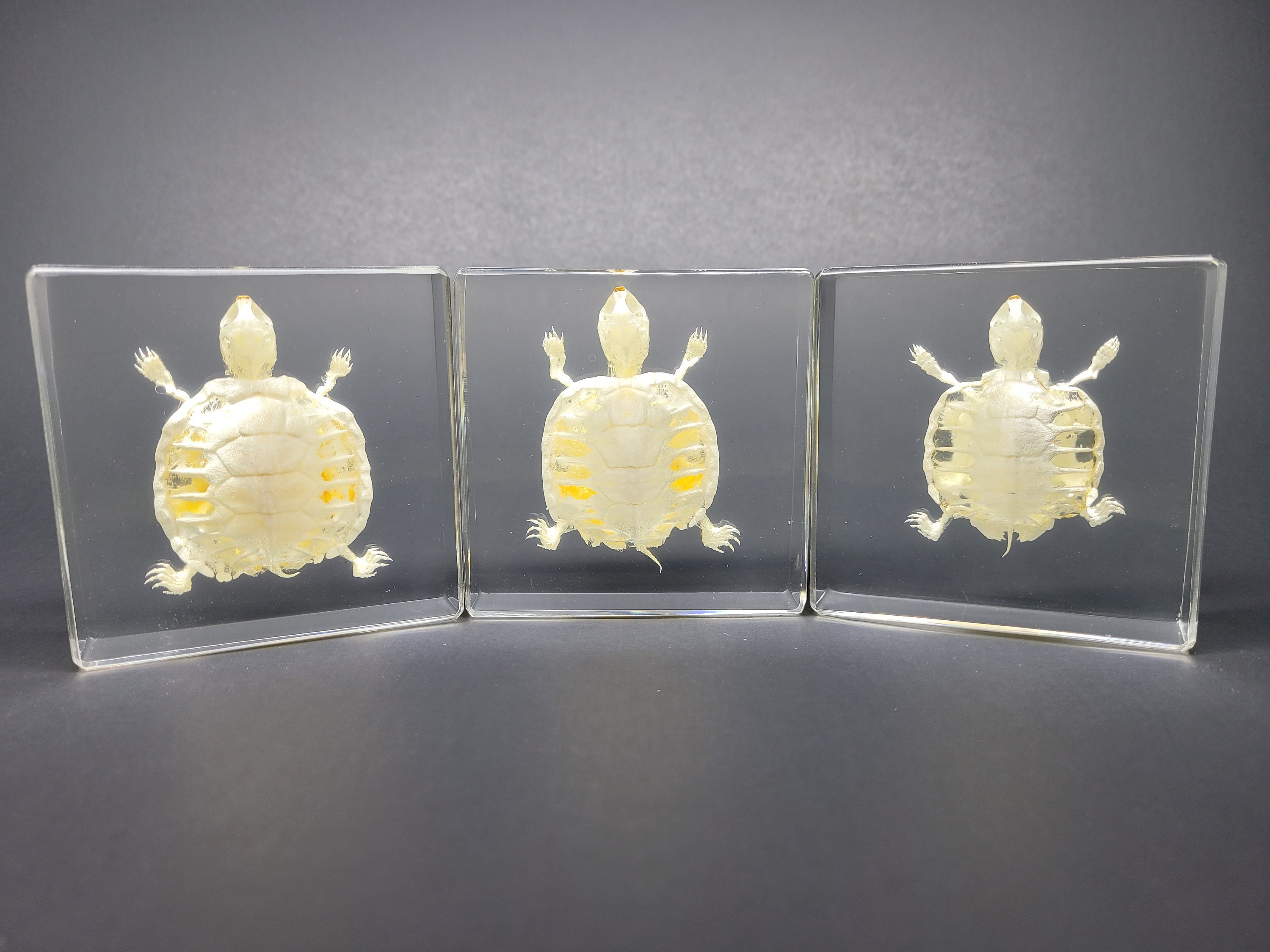 Real Baby Red-eared Slider Turtle Skeleton in Lucite, Resin - Etsy