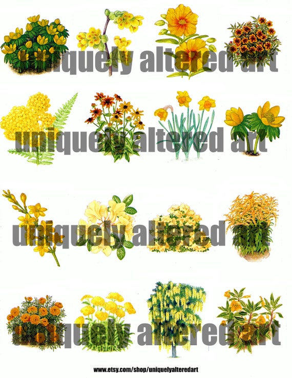 Download Yellow And Orange Botanical Digital Print Yellow Flowers Etsy PSD Mockup Templates
