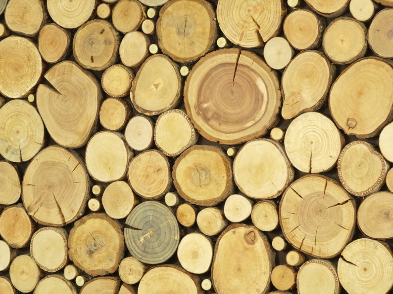 Modern wall art tree slices wall panel sliced wood art Etsy