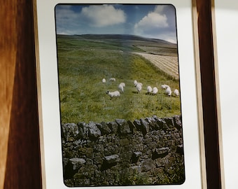 Sheep, Scotland - 1950s