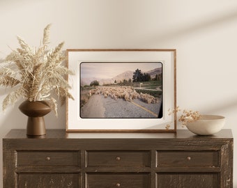 Sheep in Road - 1967