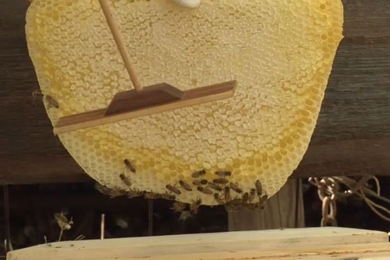 Top Bar Hive Tool Collection by Backyardhive Etsy