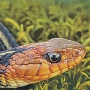 May include: A book titled Reptiles of the Northwest: California to Alaska, Rockies to the Coast by Alan St. John. The cover features a close-up of a snake with brown, black, and yellow scales resting on green mossy vegetation against a blue sky.