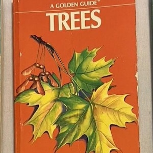 Könnte beinhalten: Ein Buch "A Golden Guide" mit dem Titel "Trees" mit orangefarbenem Einband. Der Einband zeigt eine detaillierte Illustration von Ahornblättern in Grün- und Gelbtönen sowie Samenkapseln. Der Buchtitel steht in großen weißen Buchstaben.