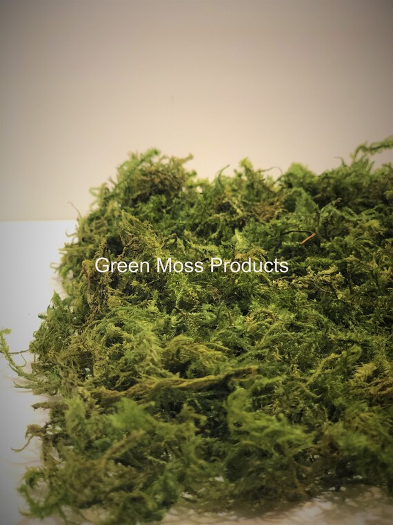 Special! Bulk Loose Forest Moss Preserved in Leaf Green Color