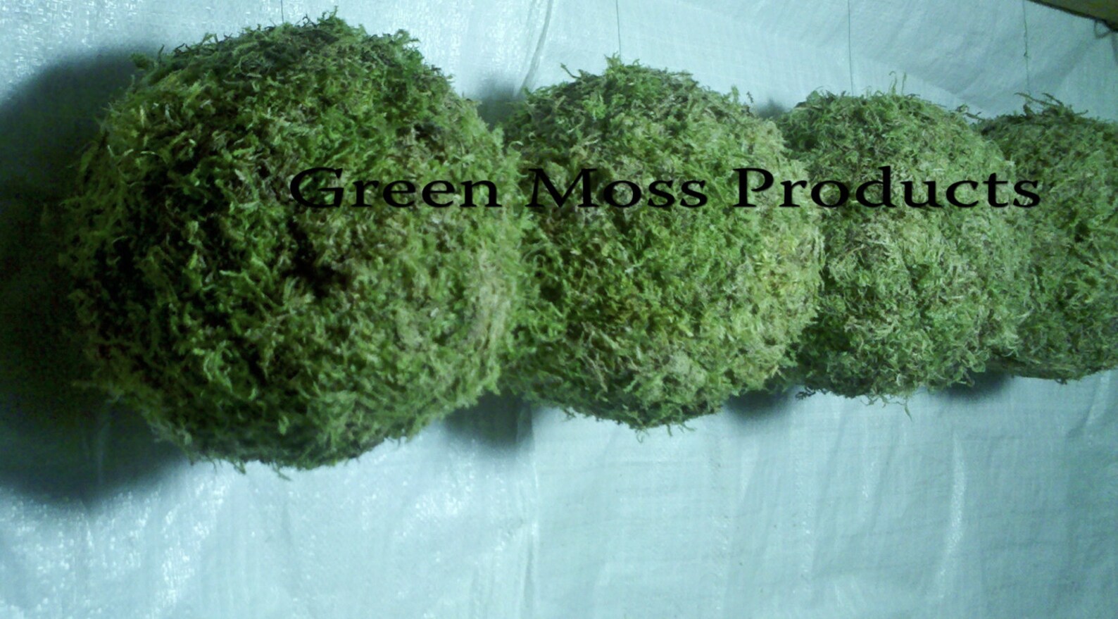 Moss Pomander Balls Set of 4 4 inch Moss balls wedding Etsy