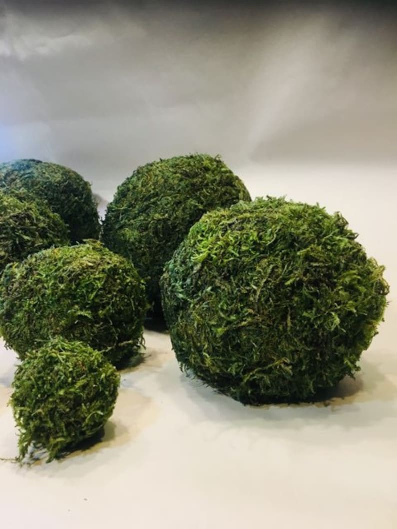 8 INCHES WIDE Moss Balls moss ball preserved moss ball decorative moss
