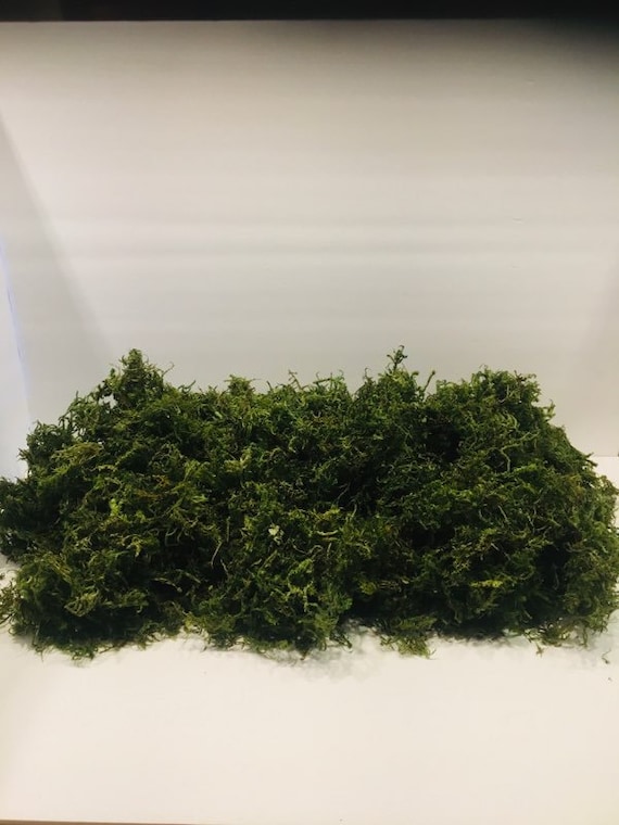 Bulk Wholesale 1 POUND Preserved Moss Dyed Moss Preserved Moss Art Design  Decor Home Deco Office Natural Green Floral Arrangement 