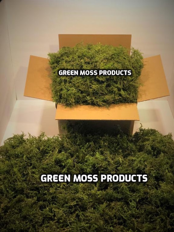 Preserved Moss 10 Sq.ft. Real Moss Floral Moss Green Bulk Moss