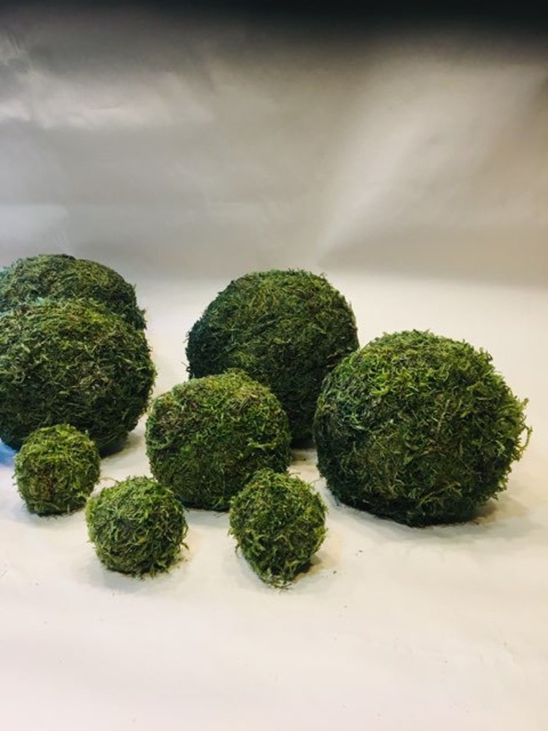 8 INCHES WIDE Moss Balls moss ball preserved moss ball decorative moss