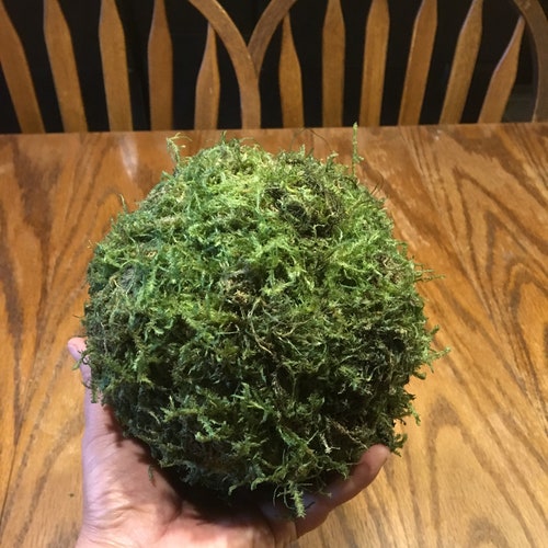Moss Balls Preserved All Natural 46 & 8 - Etsy