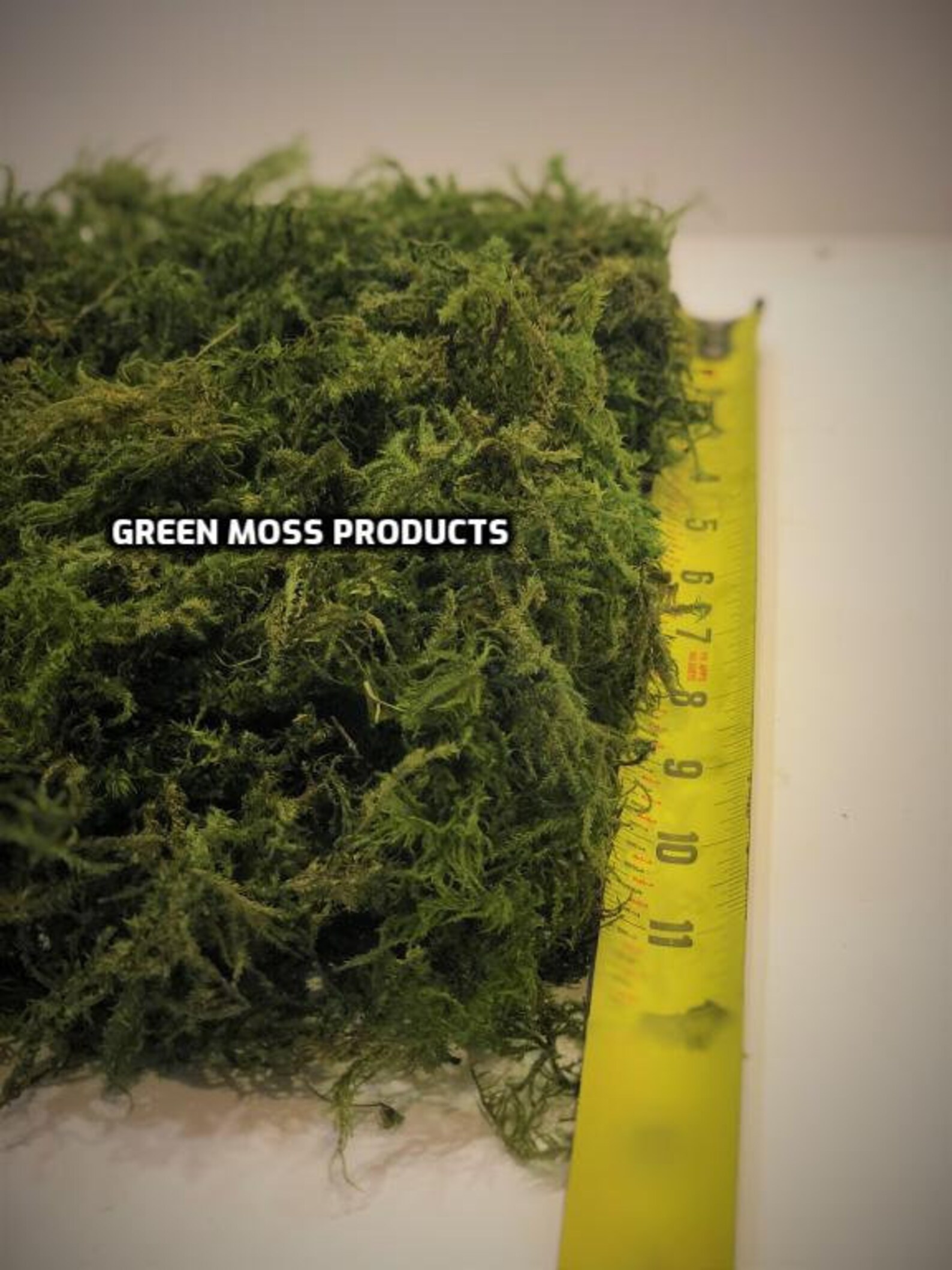 Preserved moss 10 sq.ft. real moss floral moss green bulk moss Etsy