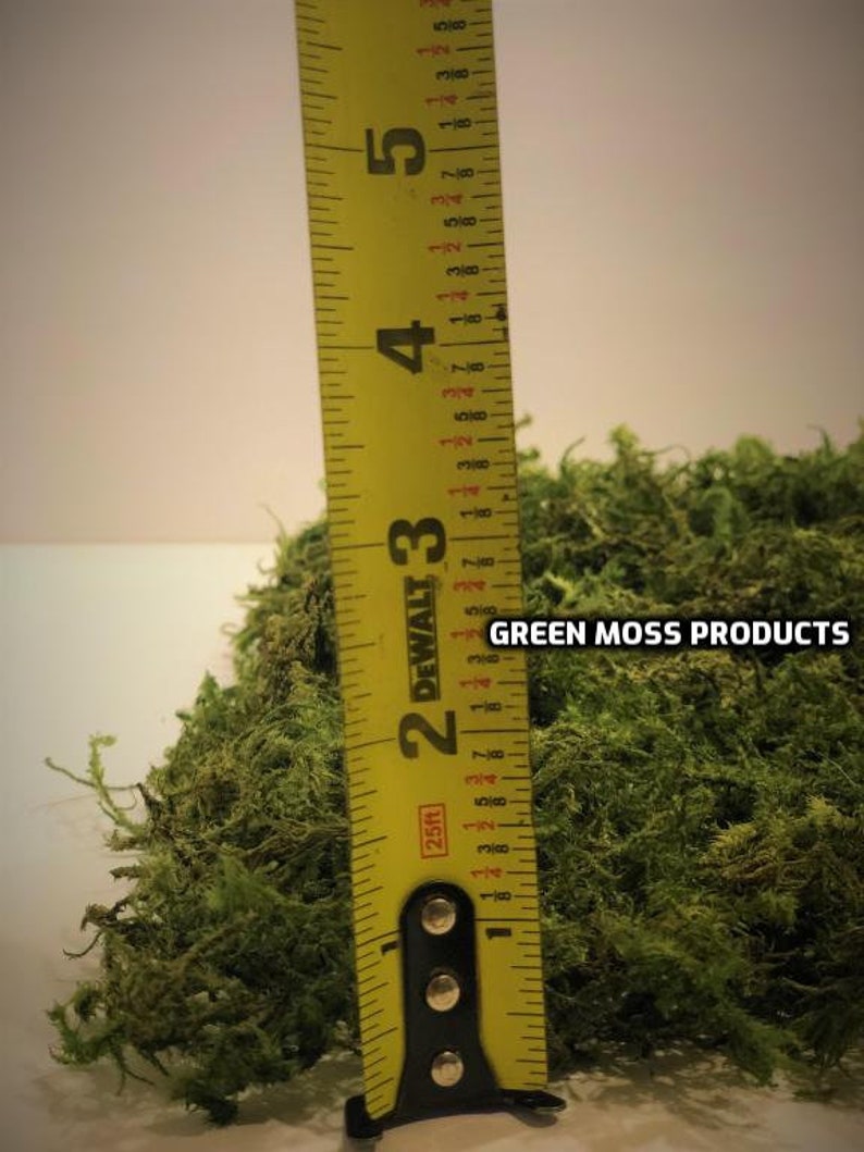 Preserved Moss 10 Sq.ft. Real Moss Floral Moss Green Bulk Moss Etsy